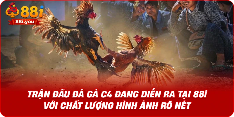 Trận đấu đá gà C4 đang diễn ra tại 88i với chất lượng hình ảnh rõ nét