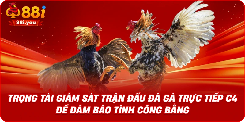 Trọng tài giám sát trận đấu đá gà trực tiếp C4 để đảm bảo tính công bằng